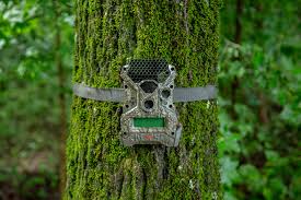 Pro Tips for Trail Camera Use
