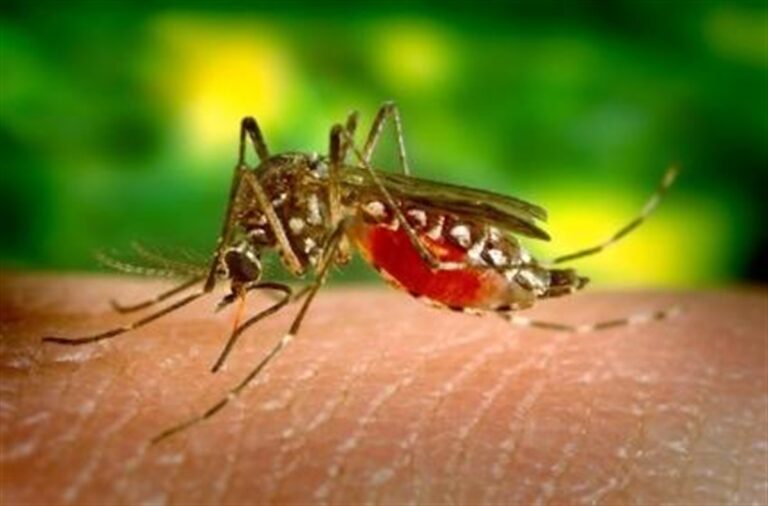 Mosquito Cop: South Shore’s Frontline Defense Against Pesky Invaders